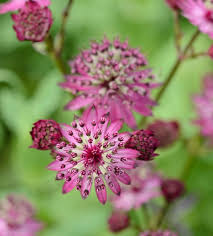 Purple Astrantia flower seeds