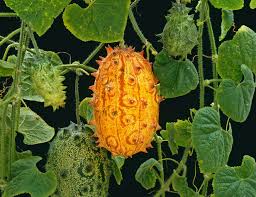 Horned Melon Seeds for Planting – Cucumis metuliferus Kiwano Seeds