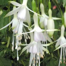 Green White flower seeds
