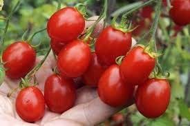Grape Tomato Seeds for Planting – Heirloom Non-GMO Garden Seeds