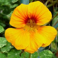 Yellow Nasturtium flower seeds