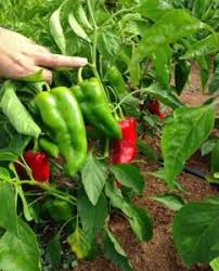 Padron Pepper Seeds for Planting – Heirloom Spanish Pepper Seeds