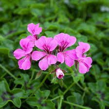 Light Violet flower seeds