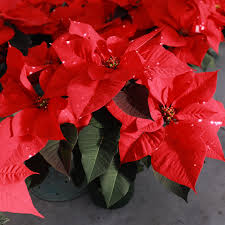 Euphorbia Pulcherrima flower seeds