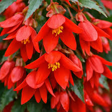 Begonia Boliviensis flower seeds