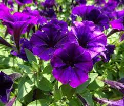 Deep Purple flower seeds