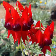Sturt'S Desert flower seeds