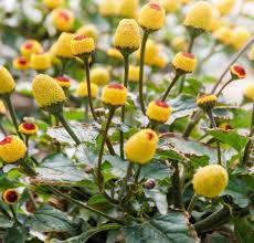 Toothache Plant flower seeds