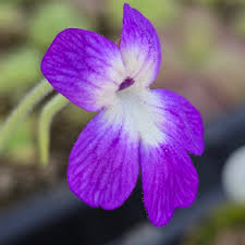 Pinguicula Poldinii flower seeds