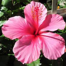 Hibiscus flower seeds