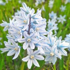 Nivalis Snowdrop flower seeds