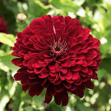 Graines de fleurs Zinnia Elegans Bourgogne pour plantation – Graines de jardin traditionnelles sans OGM