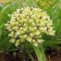Asclepias Asperula plant