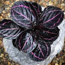 Black Calathea flower seeds