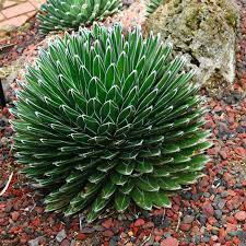 Green Agave flower seeds