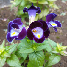 Torenia Wishbone flower seeds