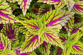 Green Pink flower seeds