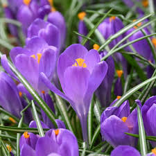 Blue Ocean flower seeds