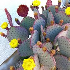 Purple Opuntia Cactus Seeds for Planting – Heirloom Non-GMO Garden Seeds