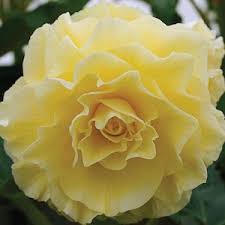 Light Yellow flower seeds