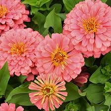 Zinnia Salmon flower seeds