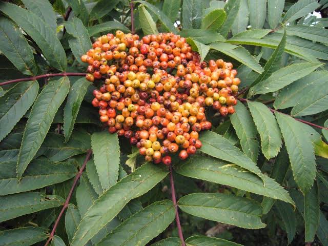 Greene's Mountain-Ash Fruit Seeds for Ornamental Trees and Gardens