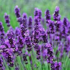 Violet Lavandula flower seeds