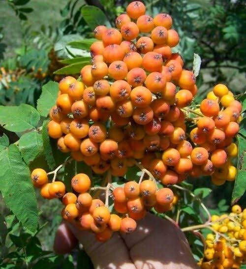 Greene's mountain-ash tree with green foliage and clusters of colorful fruit in a garden landscape.