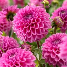 Pink Pompon flower seeds