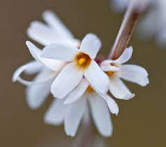 White Forsythia flower seeds