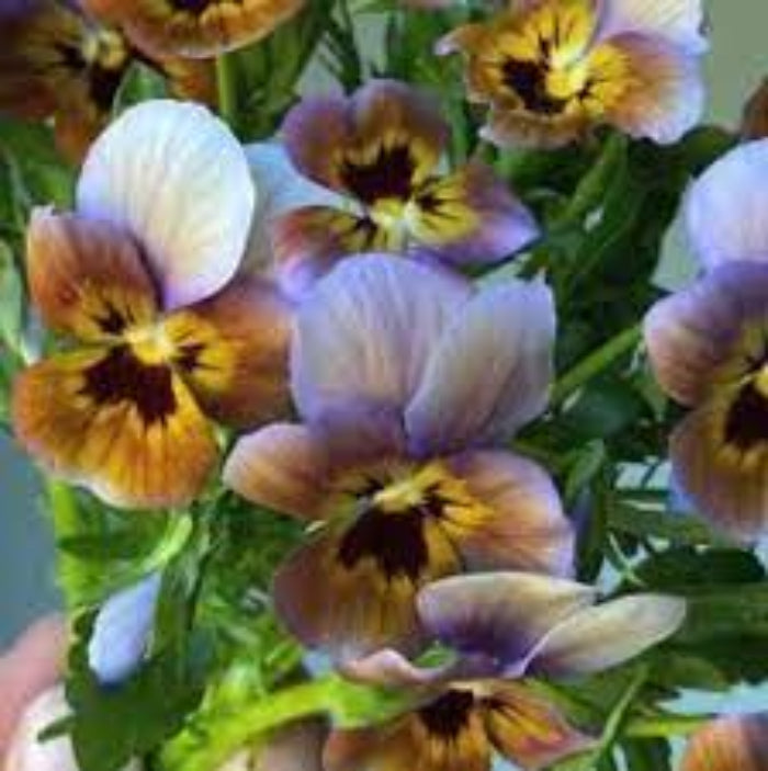Brown Violet Pansy plant