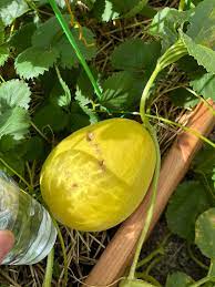 Yellow Canary Melon Fruit Seeds for Planting – Heirloom Non-GMO Garden Seeds