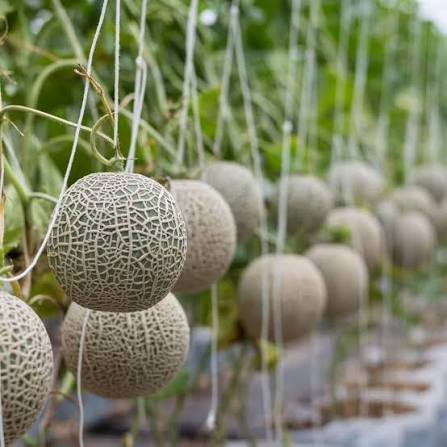 Muskmelon Cucumis melo Fruit Seeds for Planting – Heirloom Non-GMO Garden Seeds