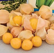 Golden Ground Cherries Growing in Papery Husks