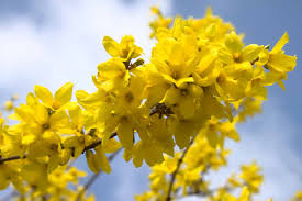 Yellow Forsythia flower seeds