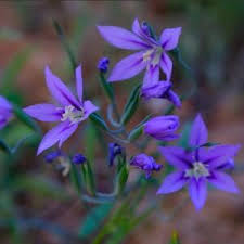 Fabiola flower seeds