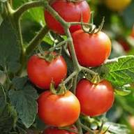 Birdie Rouge Tomato Seeds for Planting – Heirloom Garden Seeds