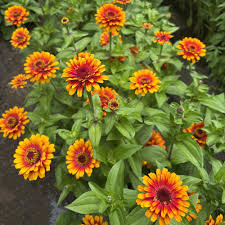 Zowie flower seeds