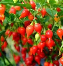 Biquinho Pepper Seeds