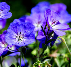 Cranesbill Geranium flower seeds