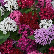 Pentas flower seeds