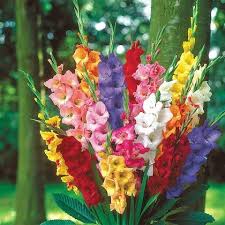 Color Gladiolus flower seeds