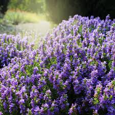 Purple Savory flower seeds