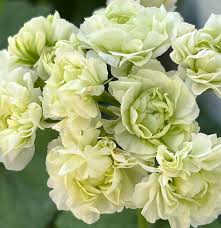 Light Green flower seeds