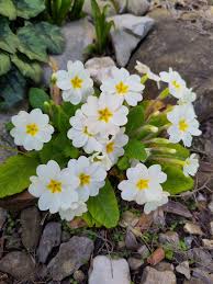 White Primrose Flower Seeds for Planting – Heirloom Non-GMO Garden Seeds