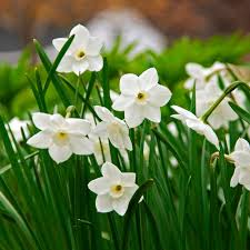 White Narcissus flower seeds