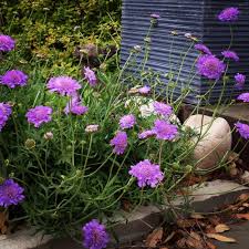 Pincushion flower seeds