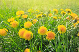 Yellow Dandelion flower seeds