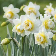 Daffodil flower seeds