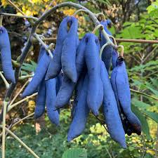 Blue Sausage Fruit Seeds for Planting – Heirloom Non-GMO Garden Seeds